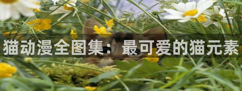 age动漫正版网：猫动漫全图集：最可爱的猫元素